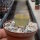 Lithops aucampiae v. aucampiae Jacksons Jade C 395 A