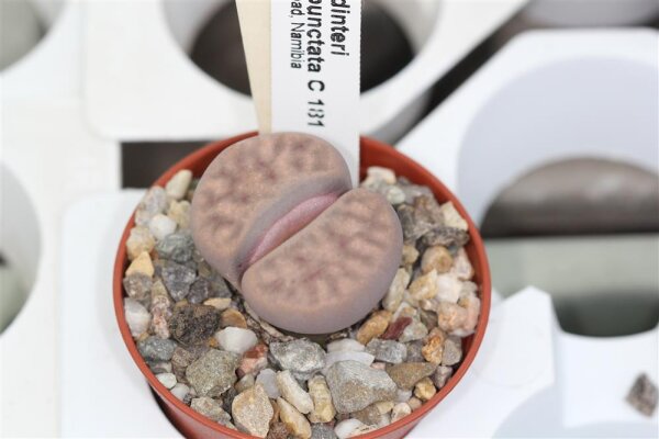 Lithops dinteri ssp. multipunctata C 181 TL