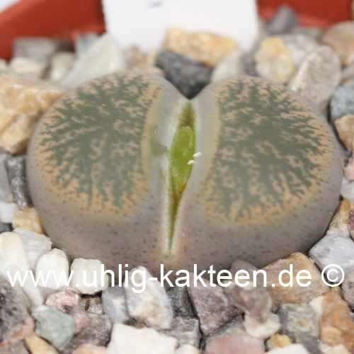 Lithops lesliei v. minor C 006