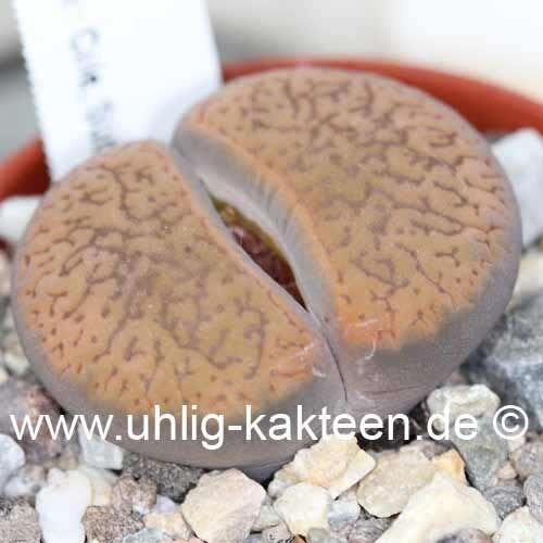 Lithops aucampiae v. koelemanii C 016