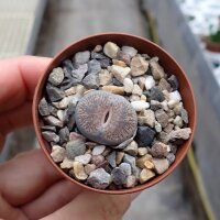 Lithops lesliei ssp. burchellii C 302