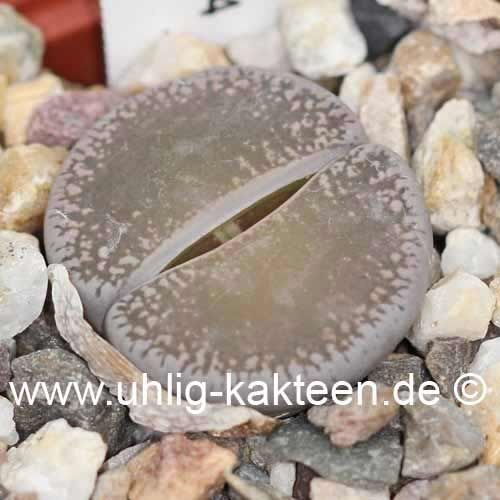 Lithops lesliei v. lesliei (Kimberley form) C 014