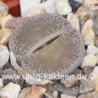 Lithops lesliei v. lesliei (Kimberley form) C 014