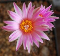 Turbinicarpus pseudomacrochele Vista Hermosia, Mexiko...