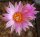 Turbinicarpus pseudomacrochele Vista Hermosia, Mexiko CITES, not outside EU