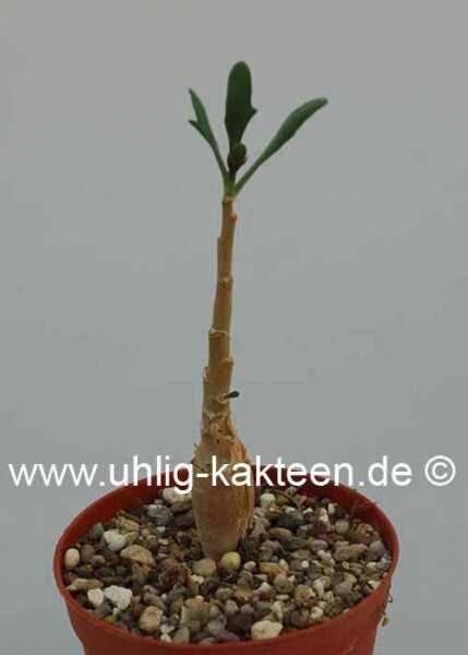 Othonna macrosperma