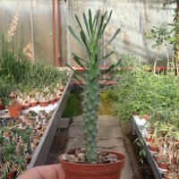 Euphorbia tuberculata