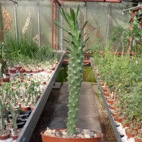 Euphorbia tuberculata