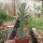 Euphorbia tuberculata