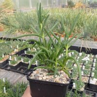 Delosperma nakurense (dw)