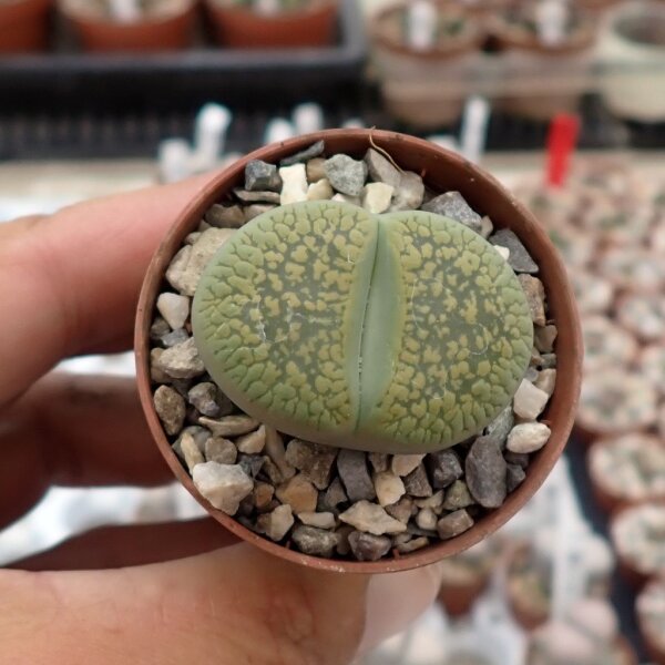 Lithops julii ssp. Fulleri cv. Light Fullergreen