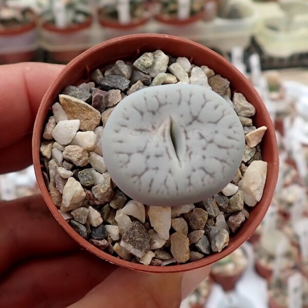 Lithops gracilidelineata cv. Minifissus
