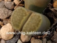 Lithops hallii v. hallii C 087A