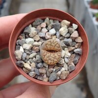 Lithops bromfieldii v. menellii C 044 TL