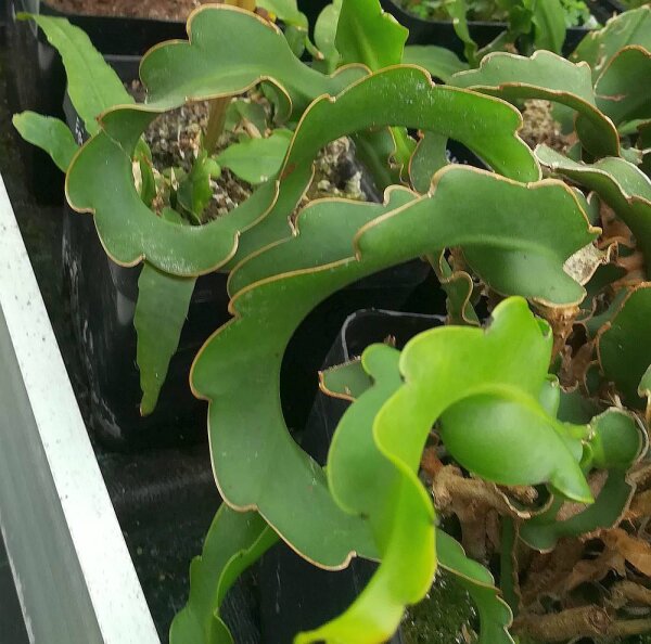 Epiphyllum guatemalensis  monstruosa