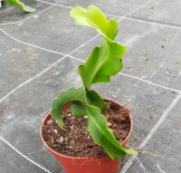 Epiphyllum guatemalensis  monstruosa