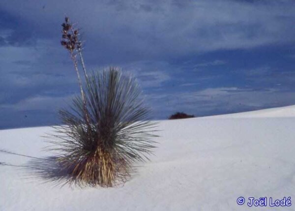 Yucca elata USA, Arizona, Sedona 1500 m (dw)
