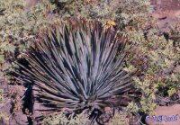 Yucca whipplei USA, Kalifornien, Nightingale, 1800 m