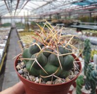 Thelocactus hexaedrophorus 177 / 52