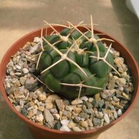 Thelocactus hexaedrophorus 177 / 52