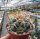 Thelocactus hexaedrophorus 177 / 52