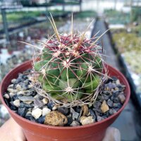Thelocactus bicolor La Victoria