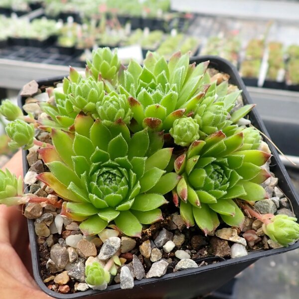 Sempervivum marmoreum ssp. reginae-amaliae Typ macedonicum (dw)