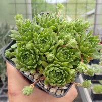 Sempervivum marmoreum ssp. reginae-amaliae Typ...