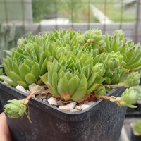 Sempervivum marmoreum ssp. reginae-amaliae Typ macedonicum (dw)