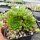 Sempervivum marmoreum ssp. reginae-amaliae Typ macedonicum (dw)