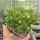 Sempervivum marmoreum ssp. reginae-amaliae Typ macedonicum (dw)