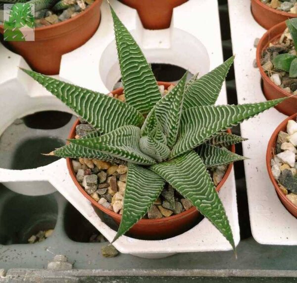 Haworthia limifolia cv. striata