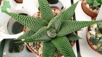 Haworthia limifolia cv. striata