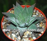 Haworthia limifolia cv. striata