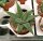Haworthia limifolia cv. striata