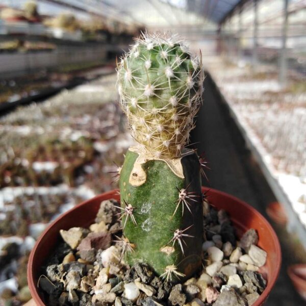 Sclerocactus wetlandicus v. ilseae Duchesne Co, Ut gepfr. CITES, not outside EU
