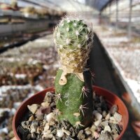 Sclerocactus wetlandicus v. ilseae Duchesne Co, Ut gepfr....