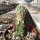 Sclerocactus wetlandicus v. ilseae Duchesne Co, Ut gepfr. CITES, not outside EU