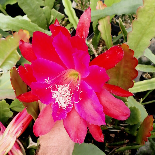 Epiphyllum-Hybr. Ackermanns Schönste