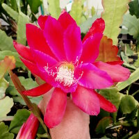 Epiphyllum-Hybr. Ackermanns Schönste