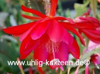 Epiphyllum-Hybr. Ackermanns Schönste