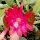 Epiphyllum-Hybr. Ackermanns Schönste