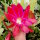 Epiphyllum-Hybr. Ackermanns Schönste