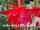 Epiphyllum-Hybr. Ackermanns Schönste