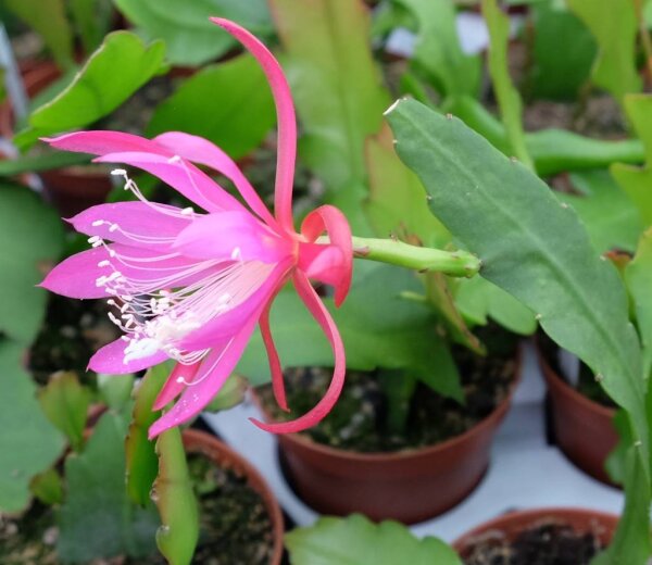 Disophyllum-Hybr. Axel