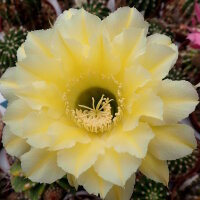 Echinopsis-Hybr. Burkina Faso