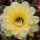 Echinopsis-Hybr. Burkina Faso