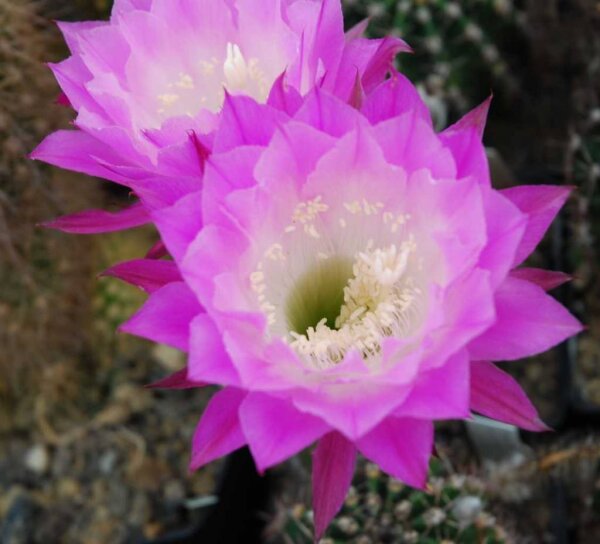 Echinopsis-Hybr. Santa x Fric