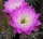 Echinopsis-Hybr. Santa x Fric