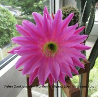 Echinopsis-Hybr. Maria Piazza Schick Hybride